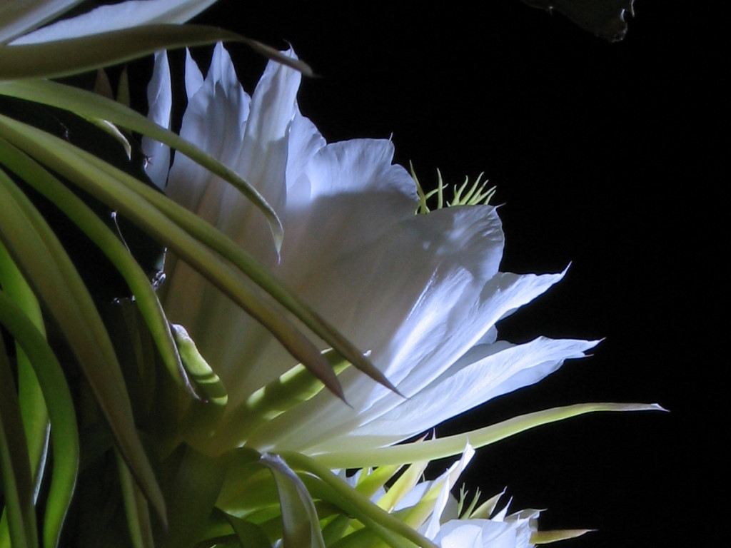 Dama da noite: conheça essa flor misteriosa - Blog da Cobasi