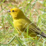 Sicalis flaveola, o canário da terra