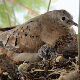 Rolinha (Columbina talpacoti) - ninho